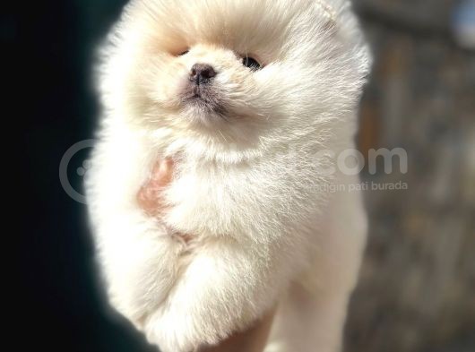Teddy Bear Teacup Pomeranian Boo Aşk Çocuklar görsel