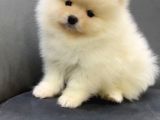 Ayıcık Surat Teacup Pomeranian Boo Bebişler