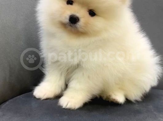 Ayıcık Surat Teacup Pomeranian Boo Bebişler