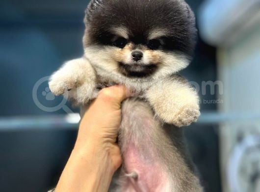 Ayıcık Surat Teacup Pomeranian Boo Bebişler görsel