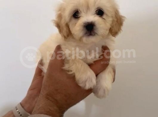 Beyaz Malti̇poo Yavrulari