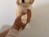 Beyaz Malti̇poo Yavrulari
