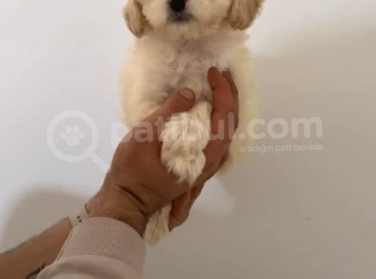 Beyaz Malti̇poo Yavrulari görsel