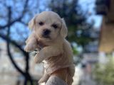 0 Numara Maltese Terrier Yavruları
