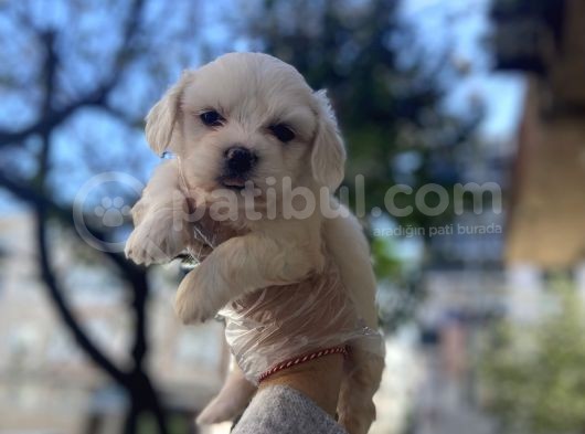0 Numara Maltese Terrier Yavruları