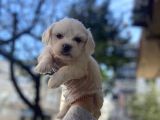 0 Numara Maltese Terrier Yavruları