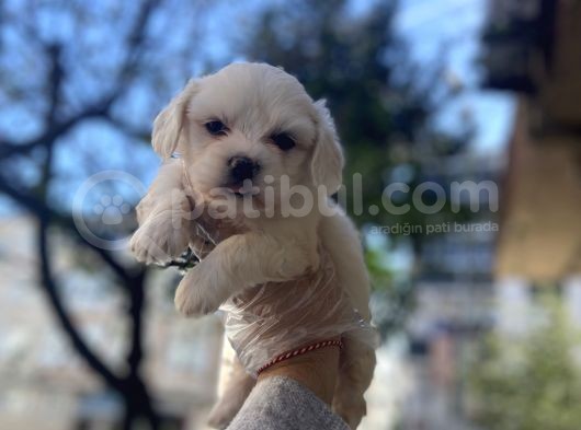 0 Numara Maltese Terrier Yavruları görsel