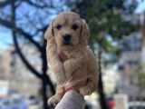 0 NUMARA MALTİPOO YAVRULARI