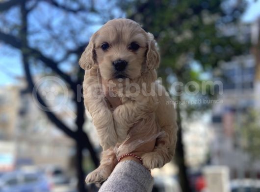 0 Numara Malti̇poo Yavrulari