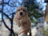 0 Numara Malti̇poo Yavrulari