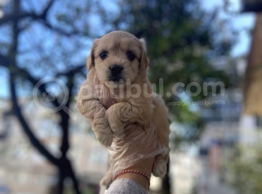 0 Numara Malti̇poo Yavrulari görsel
