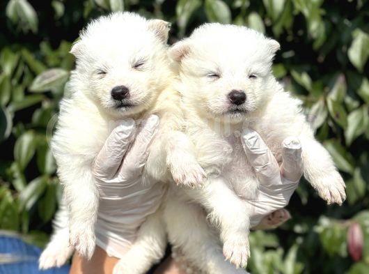 Kar beyaz harika samoyed yavrularımız