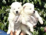 Kar Beyaz Harika Samoyed Yavrularımız