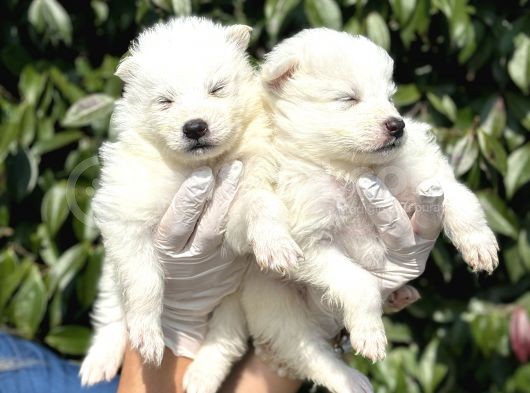 Kar Beyaz Harika Samoyed Yavrularımız görsel