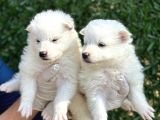 Kar Beyaz Harika Samoyed Yavrularımız