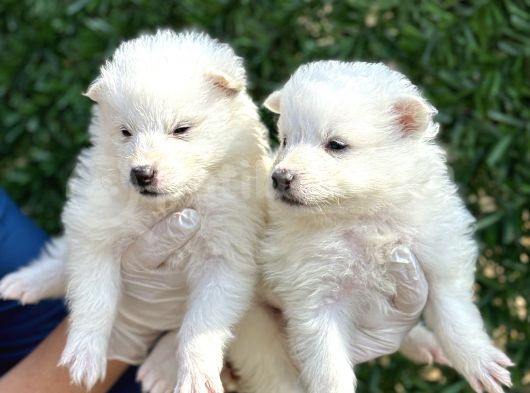 Kar Beyaz Harika Samoyed Yavrularımız görsel