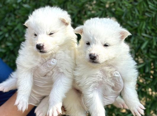 Kar Beyaz Harika Samoyed Yavrularımız görsel