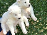 Kar Beyaz Harika Samoyed Yavrularımız