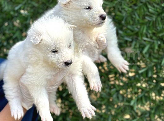 Kar Beyaz Harika Samoyed Yavrularımız görsel