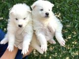 Kar Beyaz Harika Samoyed Yavrularımız