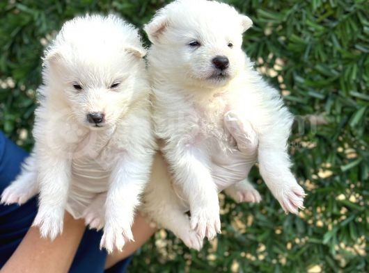 Kar Beyaz Harika Samoyed Yavrularımız görsel