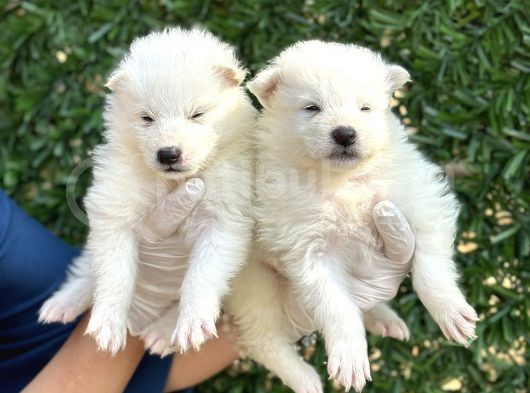 Kar Beyaz Harika Samoyed Yavrularımız görsel