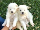 Kar Beyaz Harika Samoyed Yavrularımız