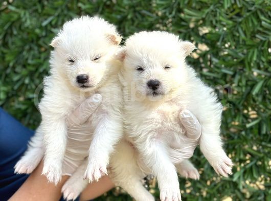 Kar Beyaz Harika Samoyed Yavrularımız görsel