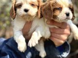 Bebek Gibi Cavalier King Char Yavrularımız
