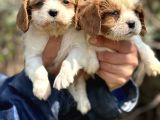Bebek gibi cavalier king char yavrularımız