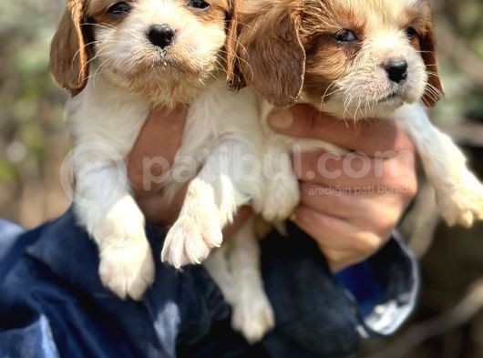 Bebek gibi cavalier king char yavrularımız