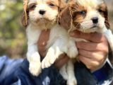 Bebek Gibi Cavalier King Char Yavrularımız