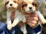 Bebek Gibi Cavalier King Char Yavrularımız