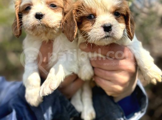 Bebek Gibi Cavalier King Char Yavrularımız görsel