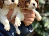 Bebek Gibi Cavalier King Char Yavrularımız