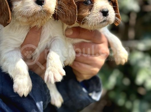 Bebek Gibi Cavalier King Char Yavrularımız görsel