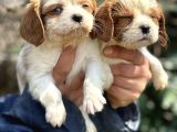 Bebek Gibi Cavalier King Char Yavrularımız