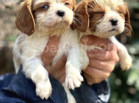 Bebek Gibi Cavalier King Char Yavrularımız görsel