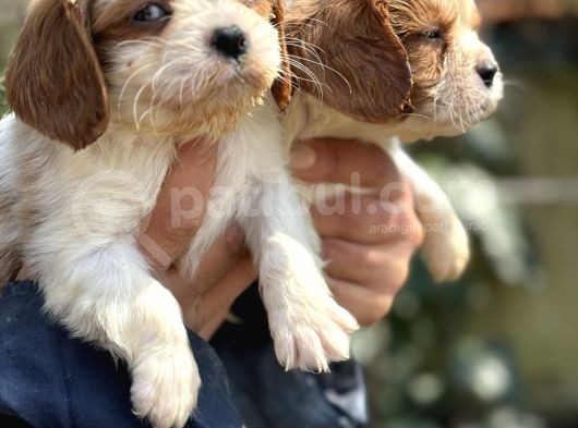 Bebek Gibi Cavalier King Char Yavrularımız görsel