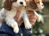Bebek Gibi Cavalier King Char Yavrularımız