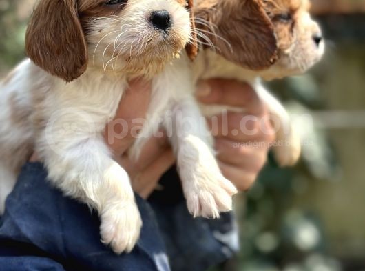 Bebek Gibi Cavalier King Char Yavrularımız görsel