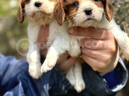 Bebek Gibi Cavalier King Char Yavrularımız görsel