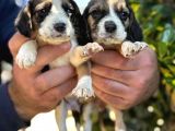 Üç Renk Sevimli Beagle Yavrularımız