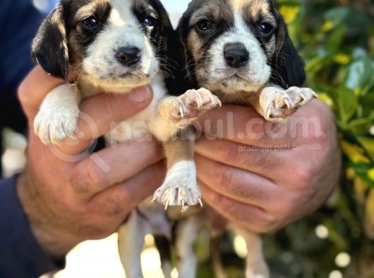 Üç Renk Sevimli Beagle Yavrularımız görsel