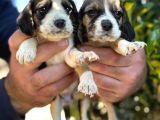 Üç Renk Sevimli Beagle Yavrularımız