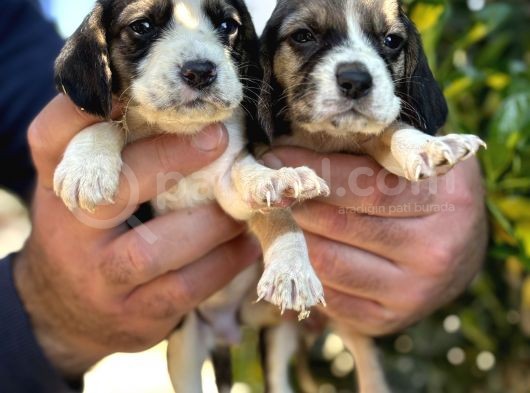 Üç Renk Sevimli Beagle Yavrularımız görsel