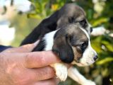 Üç Renk Sevimli Beagle Yavrularımız