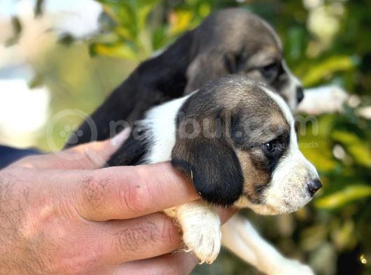 Üç Renk Sevimli Beagle Yavrularımız görsel