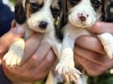 Üç renk sevimli beagle yavrularımız