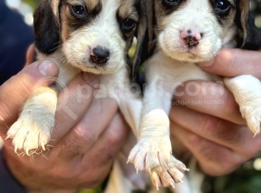 Üç Renk Sevimli Beagle Yavrularımız